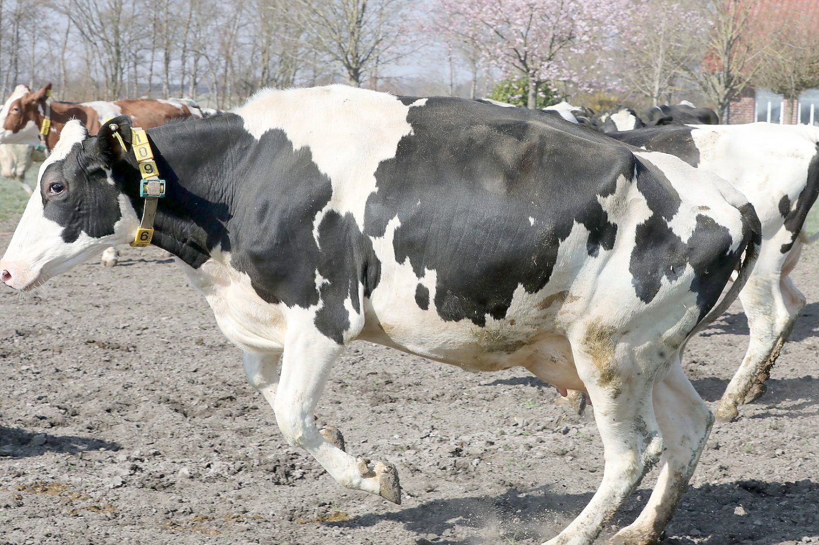 Frühling: Kühe kommen auf die Weide - Bild 18