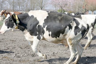 Frühling: Kühe kommen auf die Weide - Bild 18