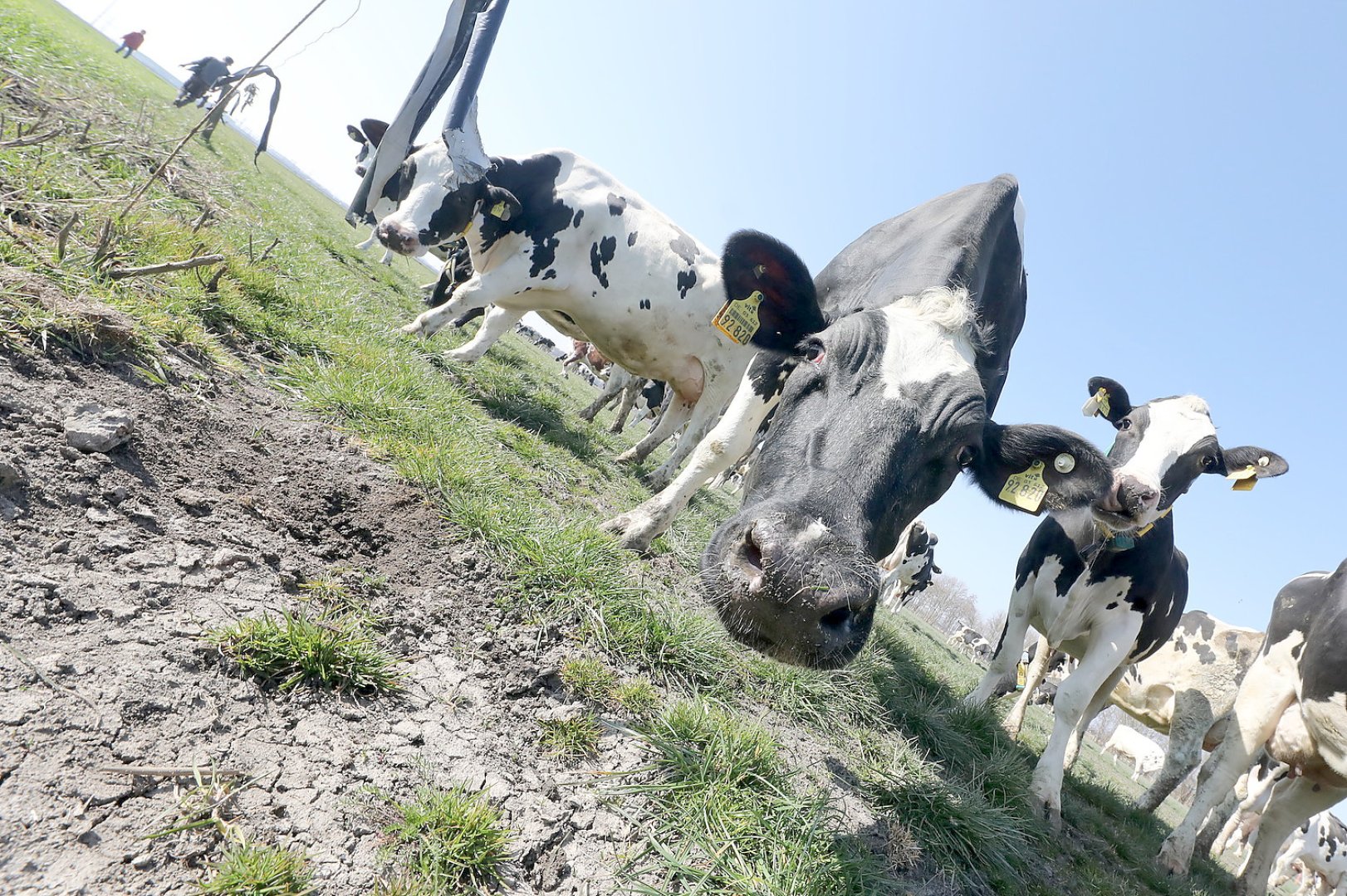 Frühling: Kühe kommen auf die Weide - Bild 20