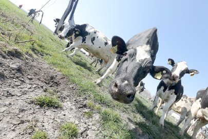 Frühling: Kühe kommen auf die Weide - Bild 20