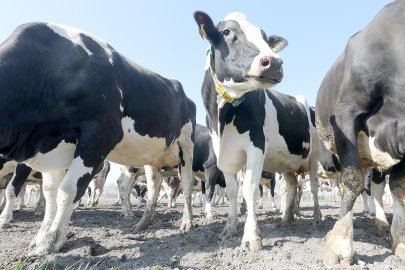 Frühling: Kühe kommen auf die Weide - Bild 21