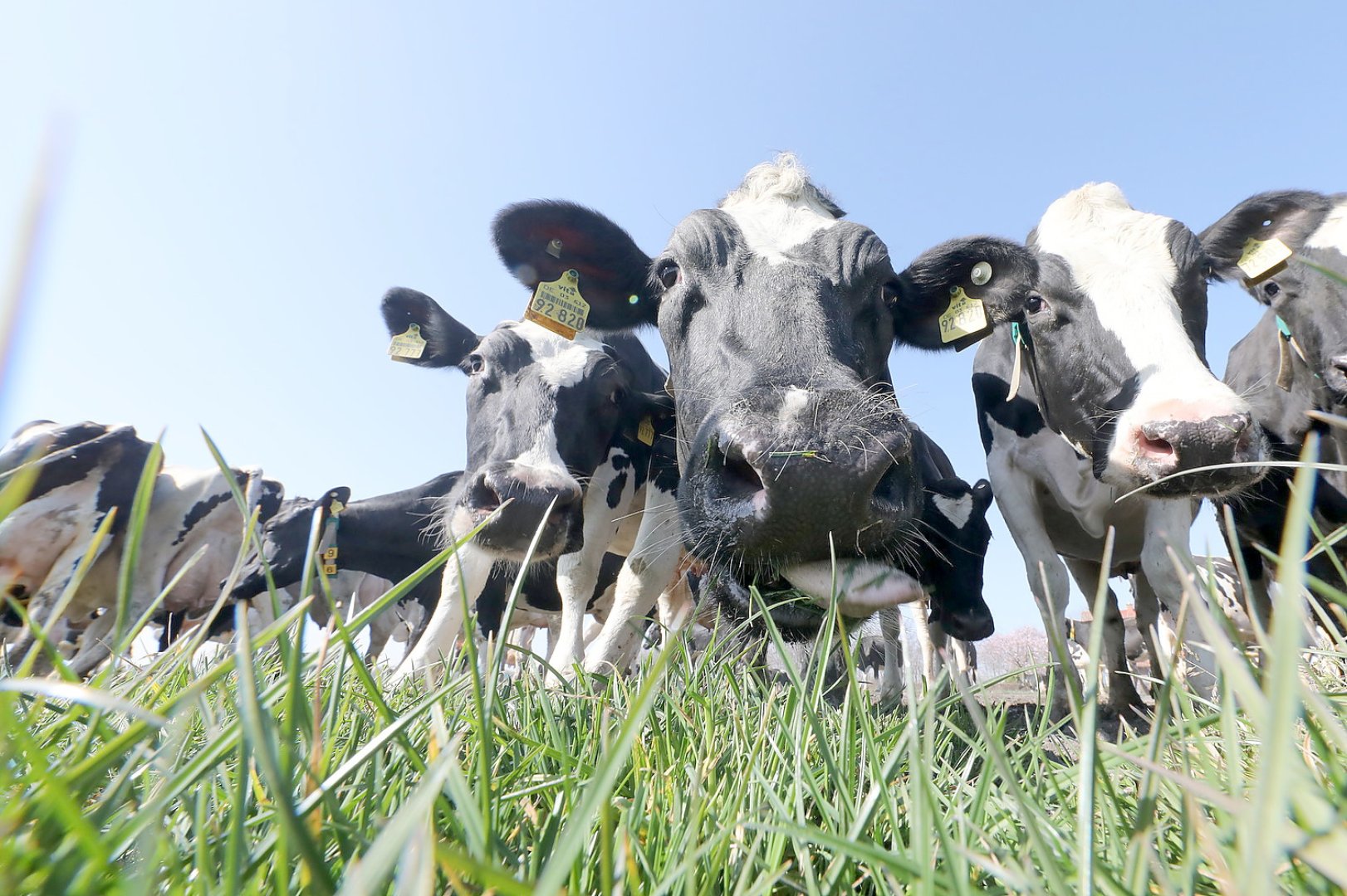Frühling: Kühe kommen auf die Weide - Bild 22