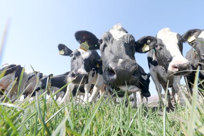 Frühling: Kühe kommen auf die Weide - Bild 22