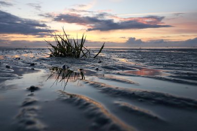 Die schönsten Pflanzenfotos aus Ostfriesland - Bild 2