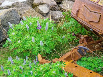 Die schönsten Pflanzenfotos aus Ostfriesland - Bild 11