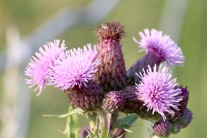 Die schönsten Pflanzenfotos aus Ostfriesland - Bild 14