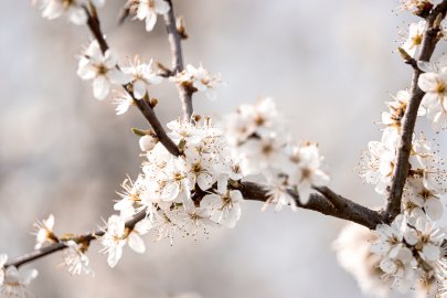 Die schönsten Pflanzenfotos aus Ostfriesland - Bild 16