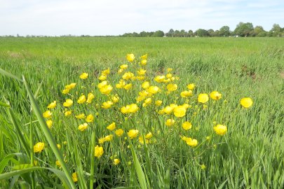 Die schönsten Pflanzenfotos aus Ostfriesland - Bild 18