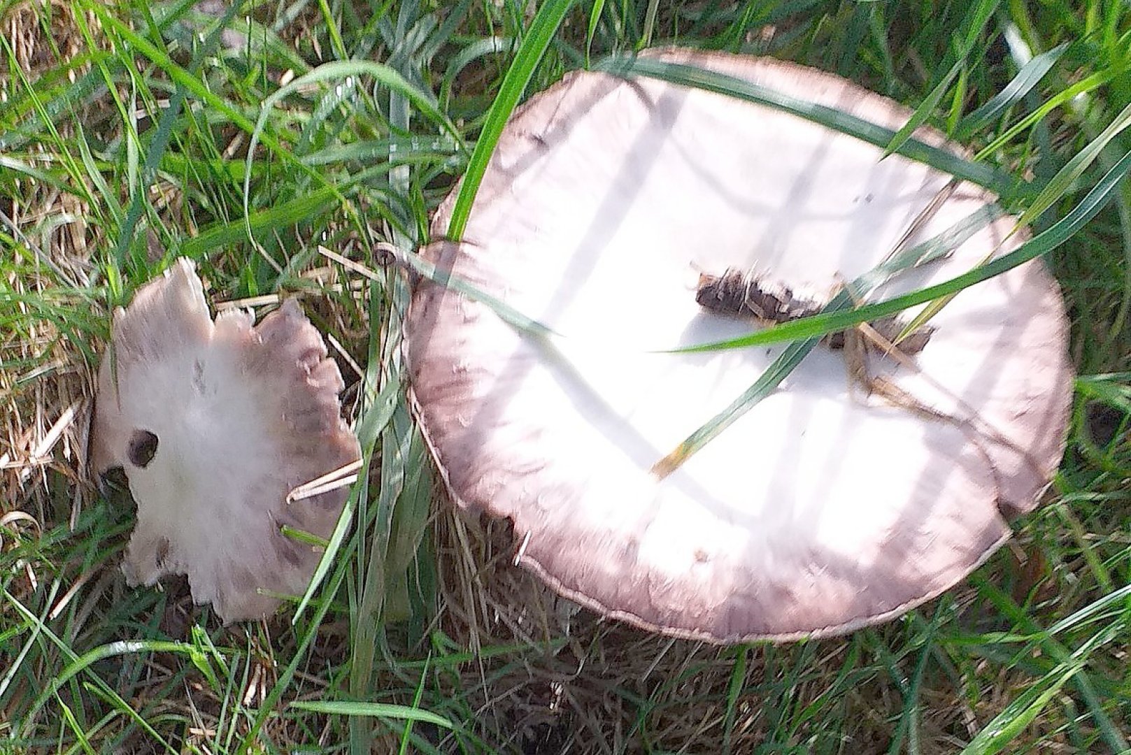 Die schönsten Pflanzenfotos aus Ostfriesland - Bild 26