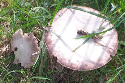 Die schönsten Pflanzenfotos aus Ostfriesland - Bild 26