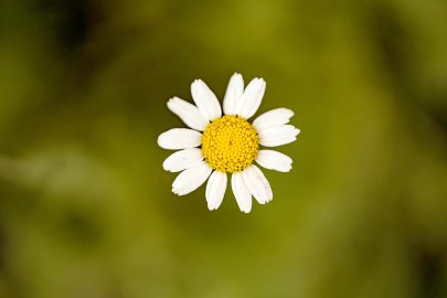Die schönsten Pflanzenfotos aus Ostfriesland - Bild 27