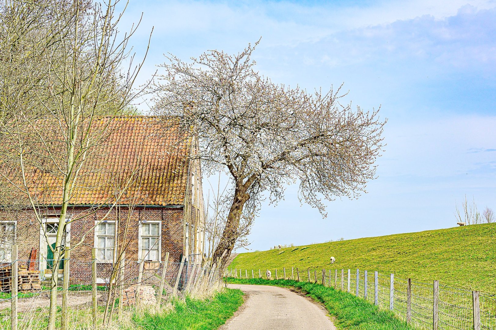 Die schönsten Pflanzenfotos aus Ostfriesland - Bild 28