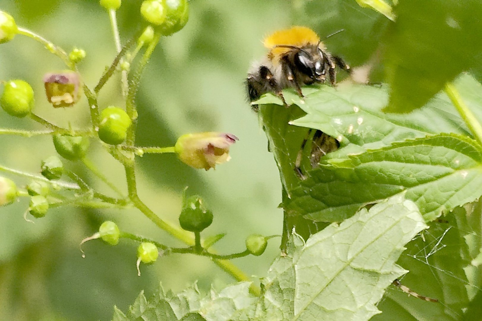 Die schönsten Pflanzenfotos aus Ostfriesland - Bild 29