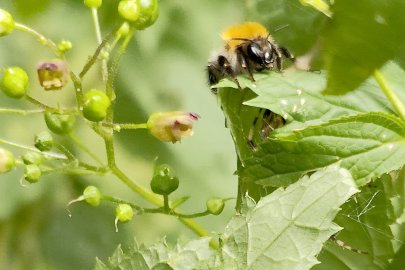 Die schönsten Pflanzenfotos aus Ostfriesland - Bild 29