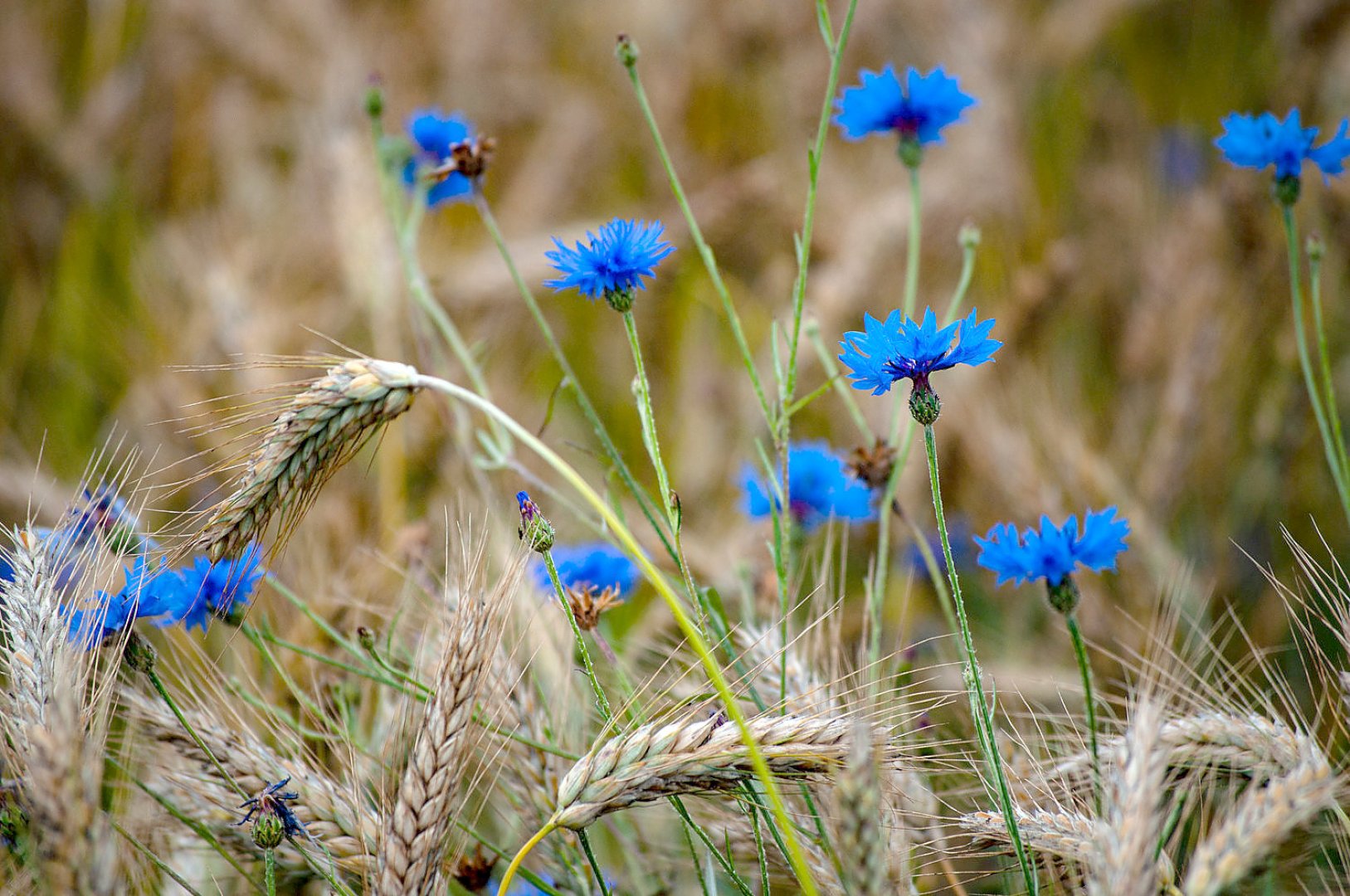 Die schönsten Pflanzenfotos aus Ostfriesland - Bild 31