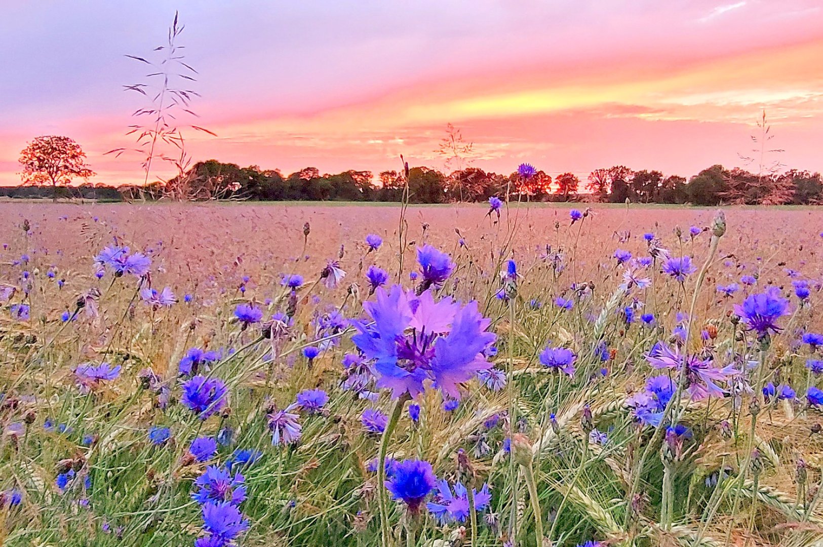 Die schönsten Pflanzenfotos aus Ostfriesland - Bild 32