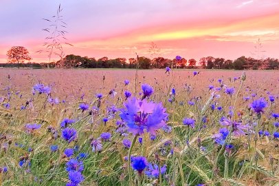 Die schönsten Pflanzenfotos aus Ostfriesland - Bild 32