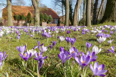 Die schönsten Pflanzenfotos aus Ostfriesland - Bild 33