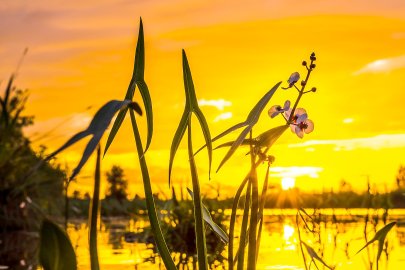 Die schönsten Pflanzenfotos aus Ostfriesland - Bild 37