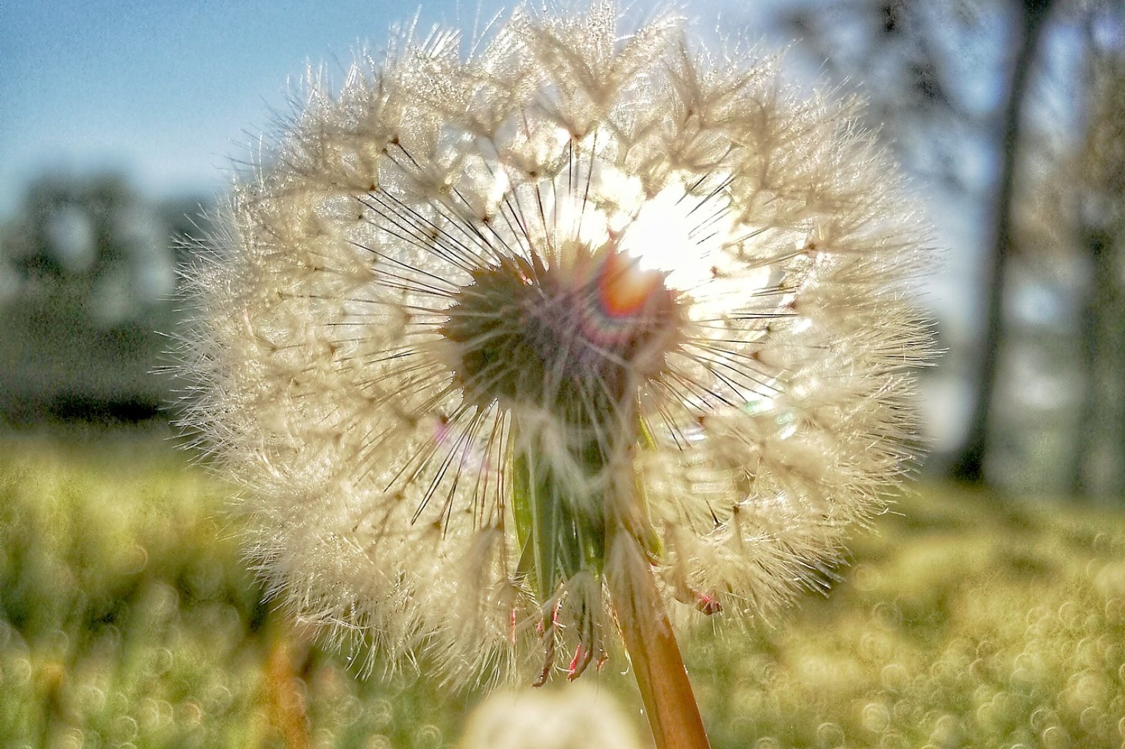 Die schönsten Pflanzenfotos aus Ostfriesland - Bild 38
