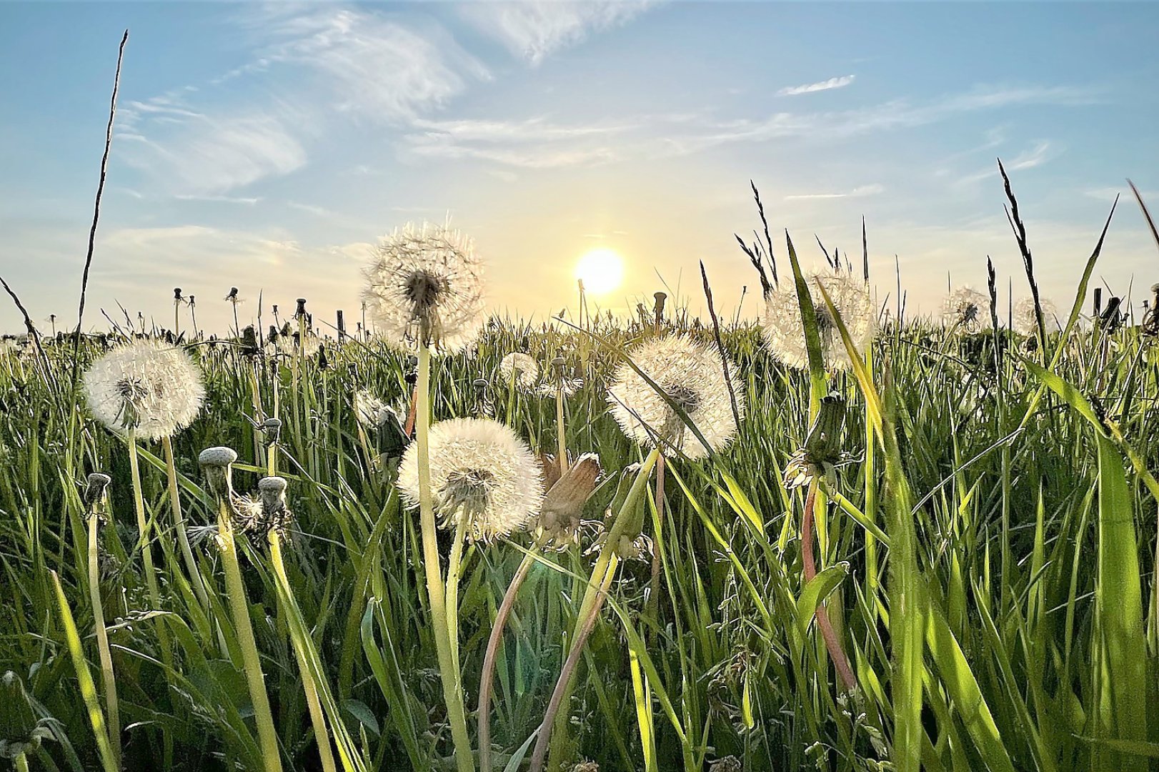 Die schönsten Pflanzenfotos aus Ostfriesland - Bild 40