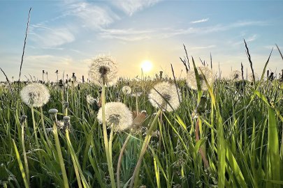 Die schönsten Pflanzenfotos aus Ostfriesland - Bild 40