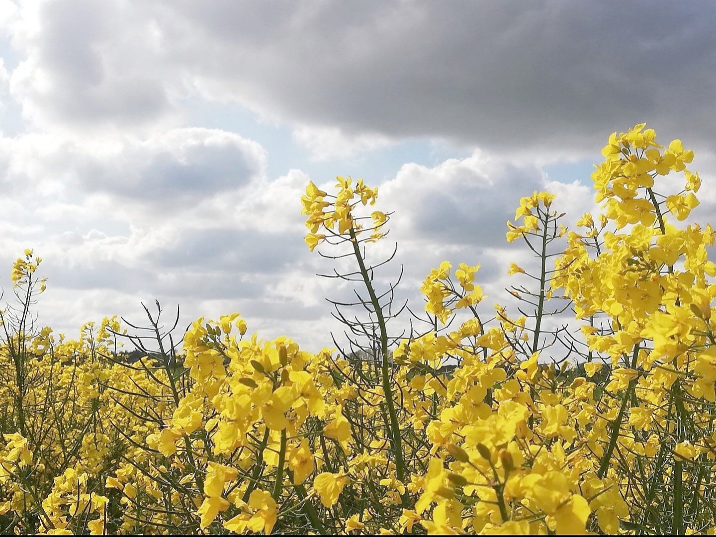 Die schönsten Pflanzenfotos aus Ostfriesland - Bild 41
