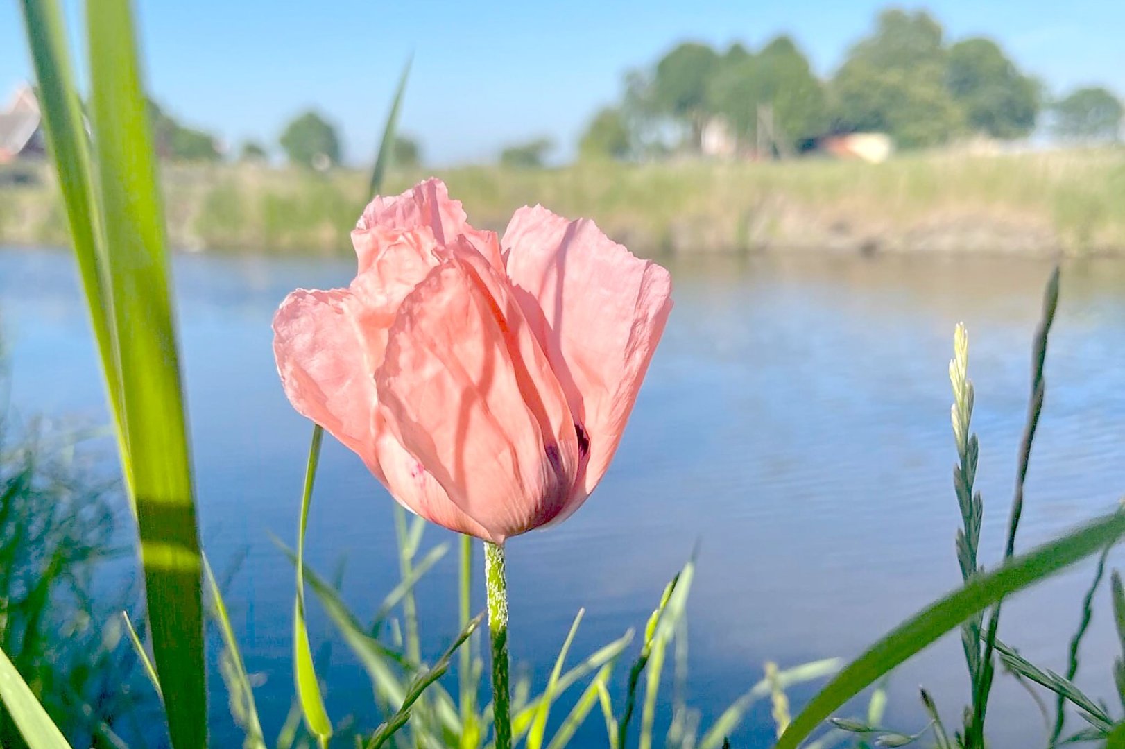 Die schönsten Pflanzenfotos aus Ostfriesland - Bild 42