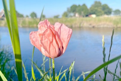 Die schönsten Pflanzenfotos aus Ostfriesland - Bild 42