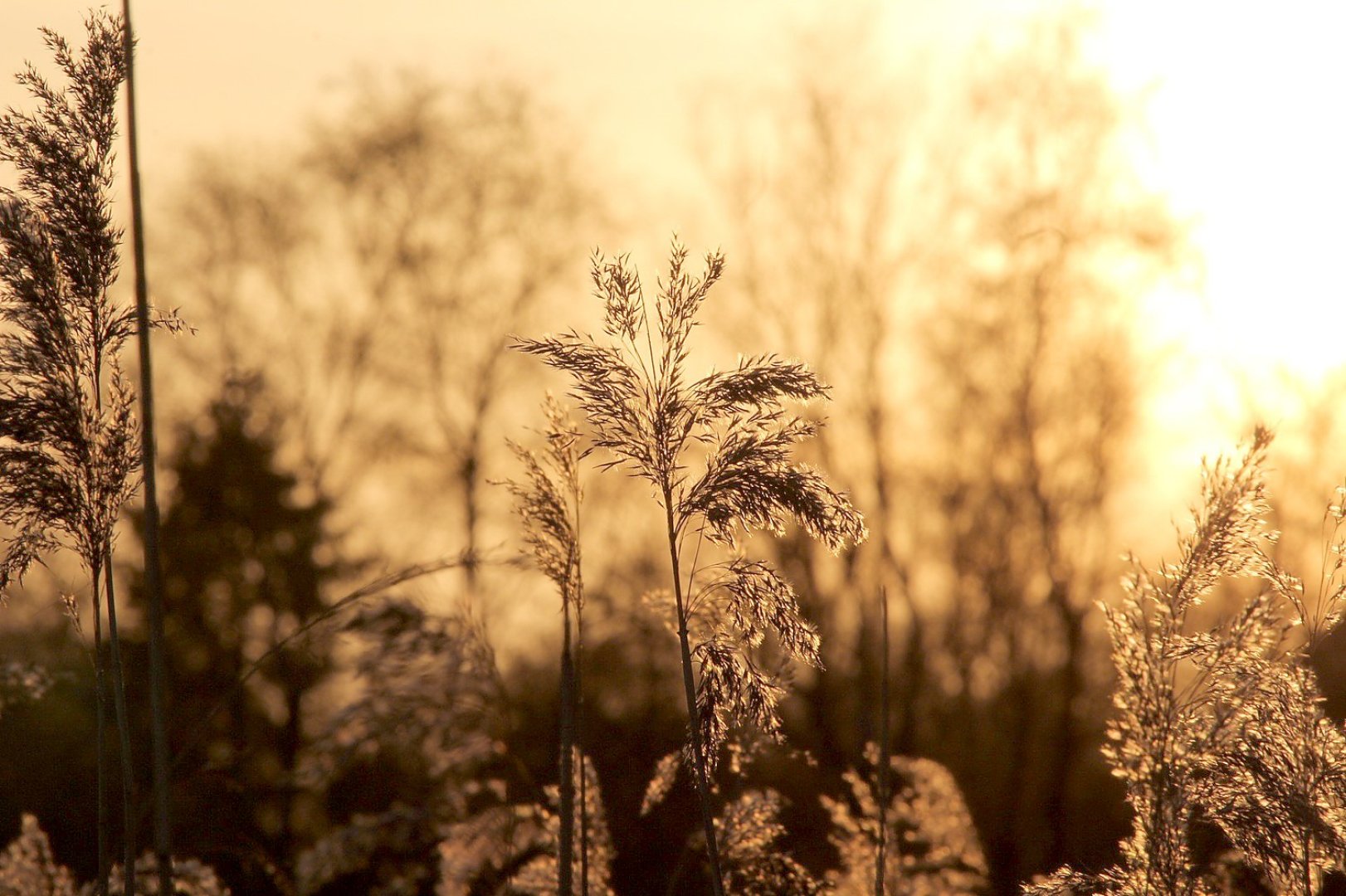 Die schönsten Pflanzenfotos aus Ostfriesland - Bild 44