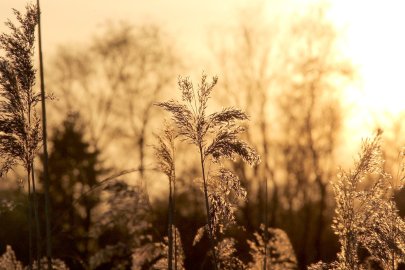 Die schönsten Pflanzenfotos aus Ostfriesland - Bild 44
