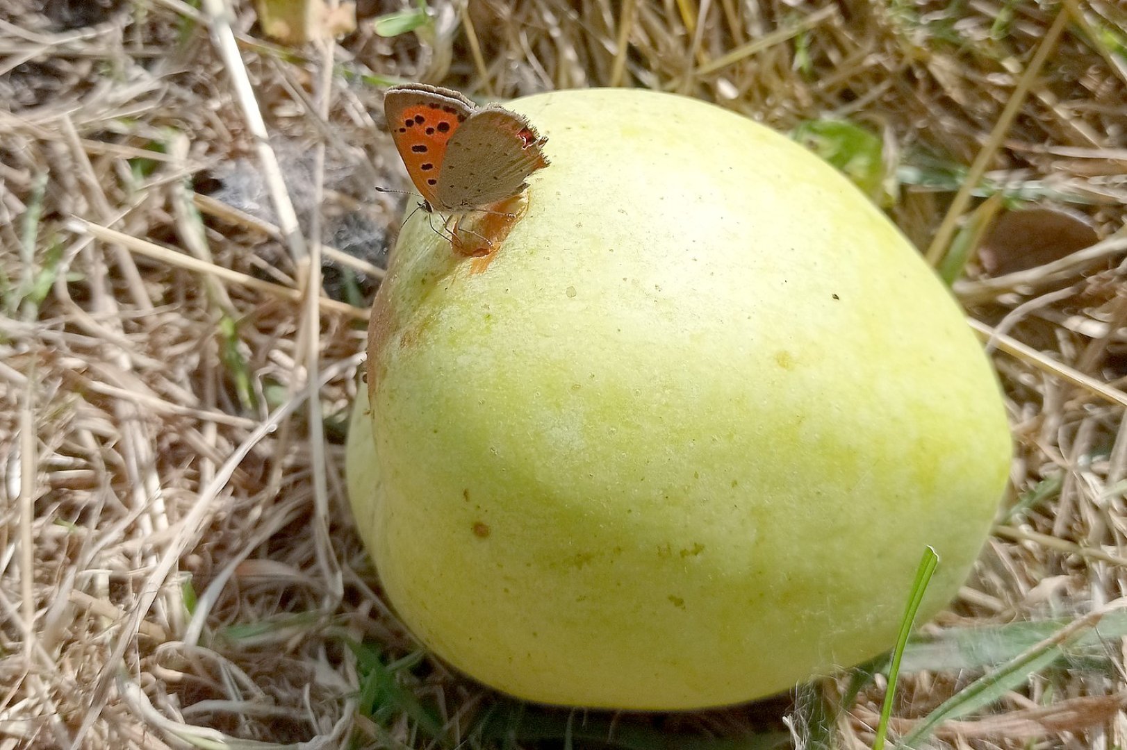 Die schönsten Pflanzenfotos aus Ostfriesland - Bild 45