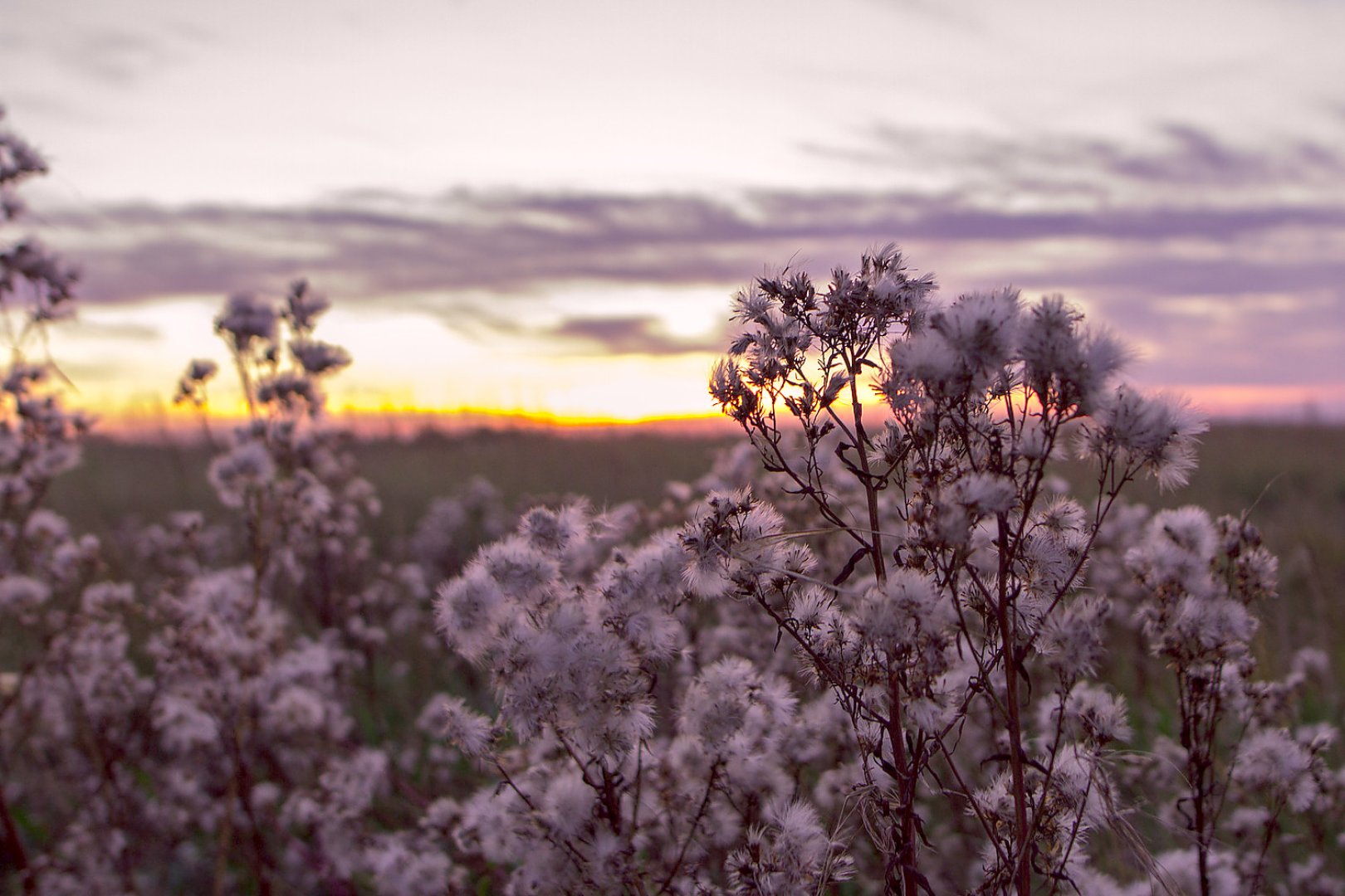 Die schönsten Pflanzenfotos aus Ostfriesland - Bild 50