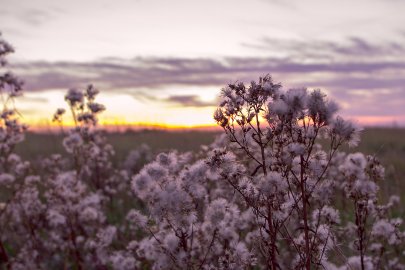 Die schönsten Pflanzenfotos aus Ostfriesland - Bild 50