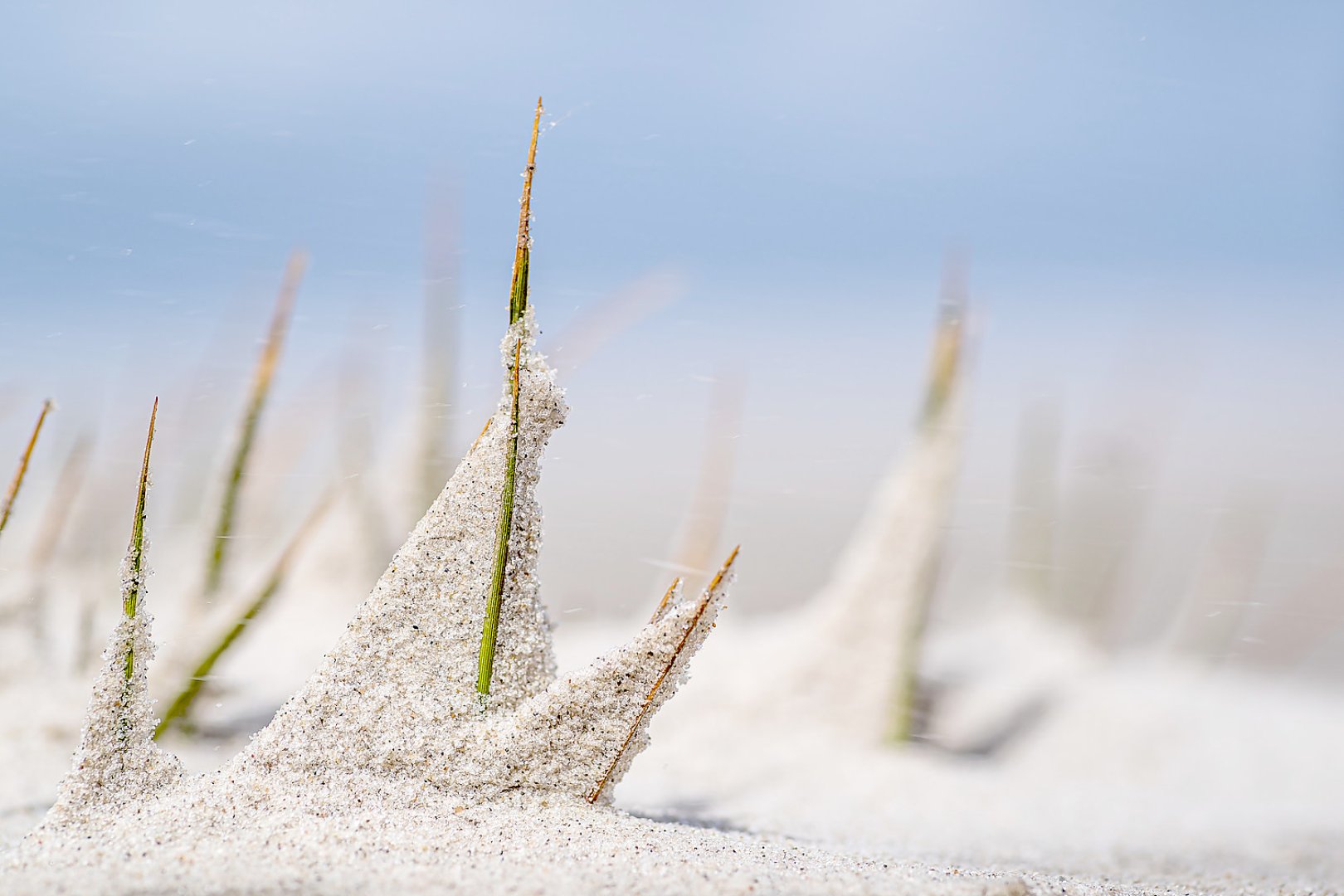 Die schönsten Pflanzenfotos aus Ostfriesland - Bild 51