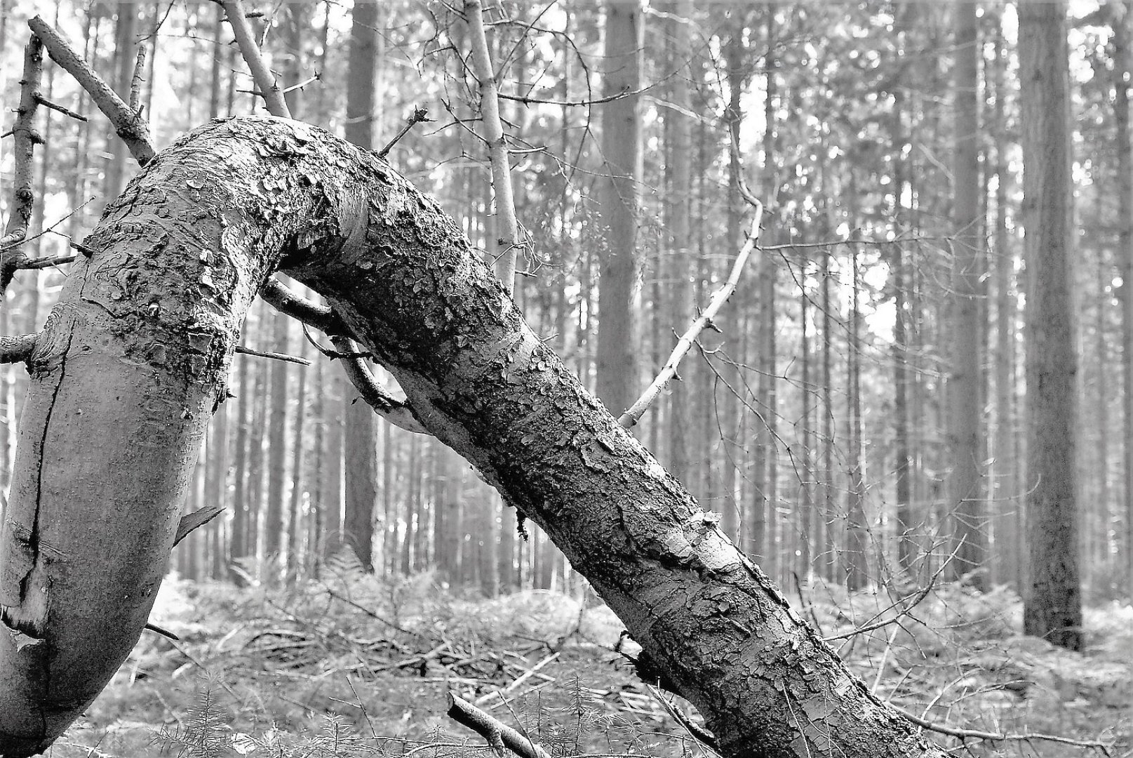 Die schönsten Pflanzenfotos aus Ostfriesland - Bild 60