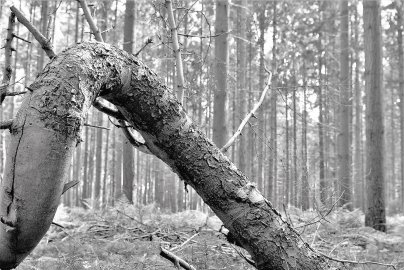 Die schönsten Pflanzenfotos aus Ostfriesland - Bild 60