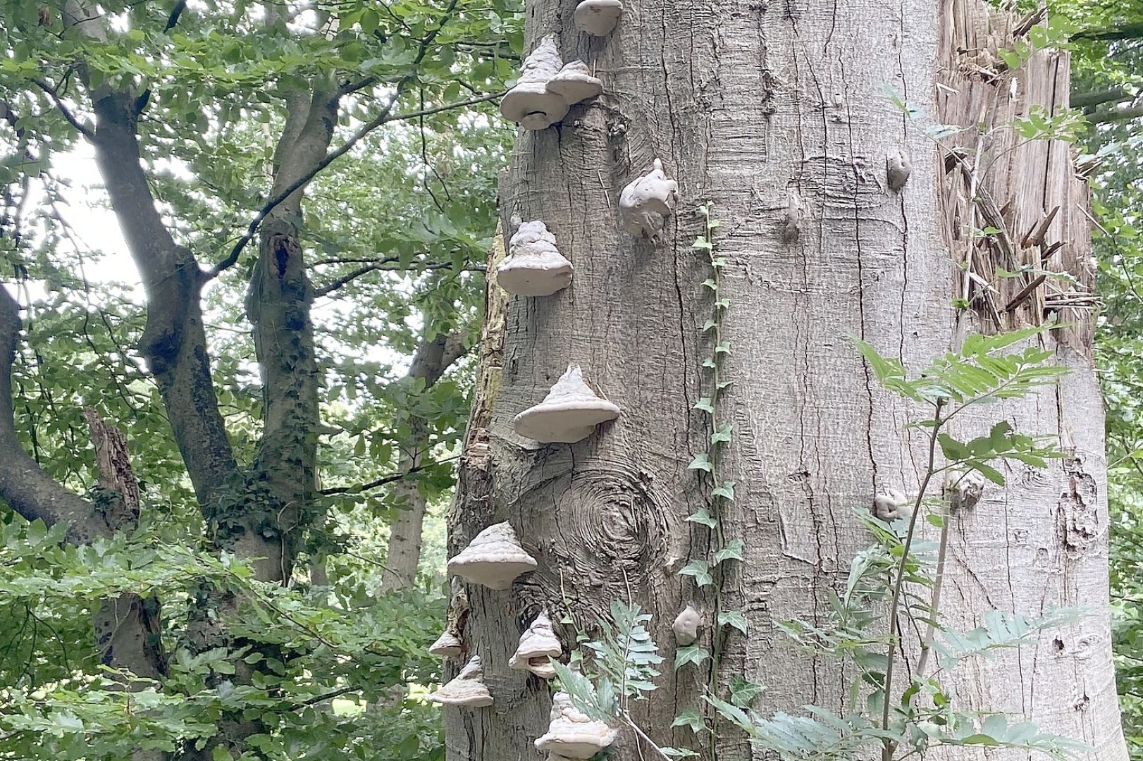 Die schönsten Pflanzenfotos aus Ostfriesland - Bild 62