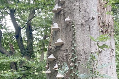 Die schönsten Pflanzenfotos aus Ostfriesland - Bild 62