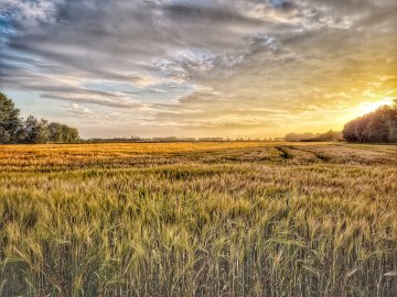 Die schönsten Pflanzenfotos aus Ostfriesland - Bild 63