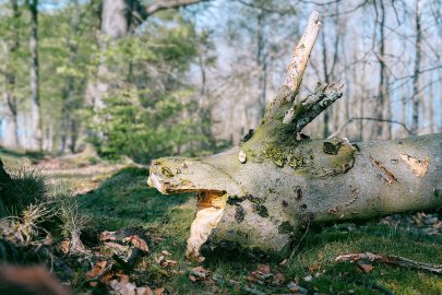Die schönsten Pflanzenfotos aus Ostfriesland - Bild 64