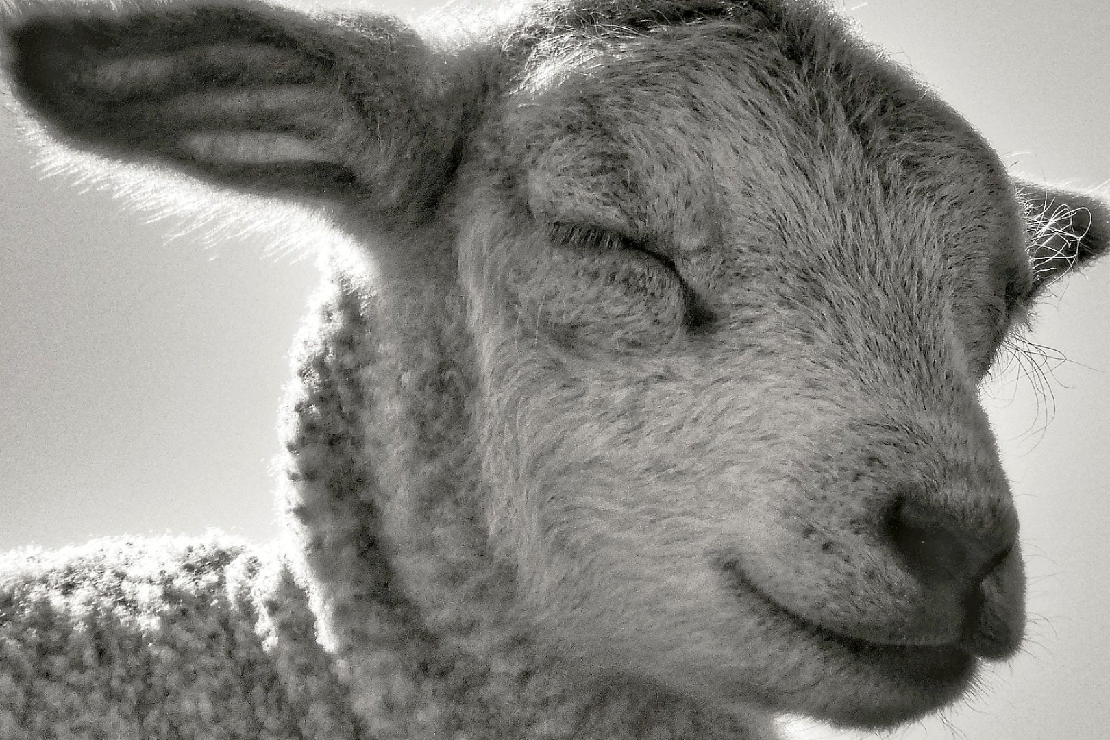 Die schönsten Tierfotos aus Ostfriesland - Bild 1