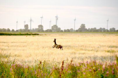 Die schönsten Tierfotos aus Ostfriesland - Bild 2