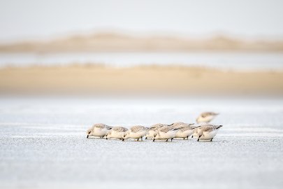 Die schönsten Tierfotos aus Ostfriesland - Bild 4