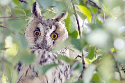 Die schönsten Tierfotos aus Ostfriesland - Bild 5