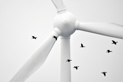 Die schönsten Tierfotos aus Ostfriesland - Bild 11