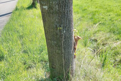Die schönsten Tierfotos aus Ostfriesland - Bild 15