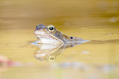Die schönsten Tierfotos aus Ostfriesland - Bild 22