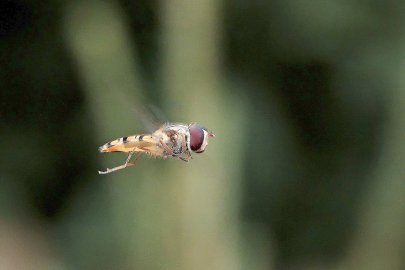 Die schönsten Tierfotos aus Ostfriesland - Bild 23
