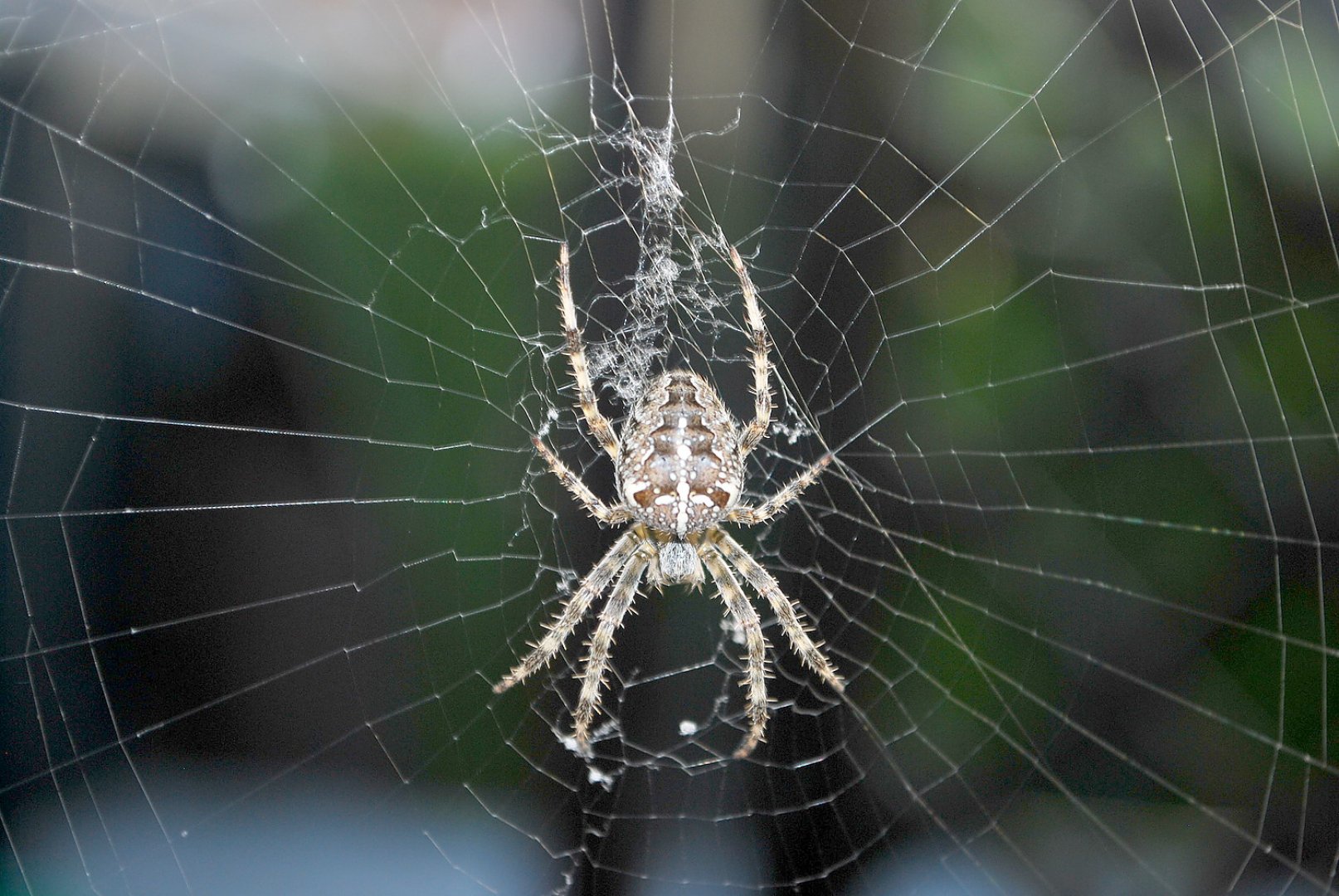 Die schönsten Tierfotos aus Ostfriesland - Bild 27
